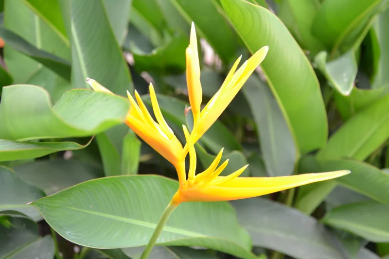 Flor